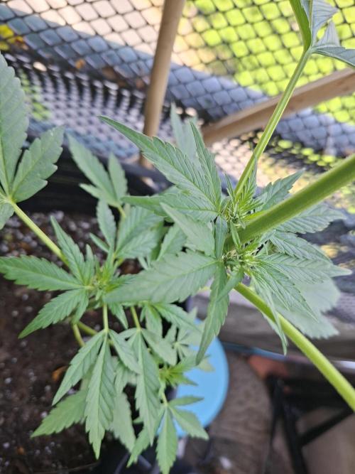 Mix Fast Bud RF3. Week 5