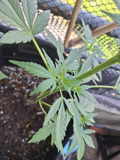 Mix Fast Bud RF3. Week 5