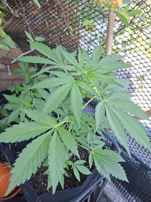 Mix Fast Bud RF3. Week 5