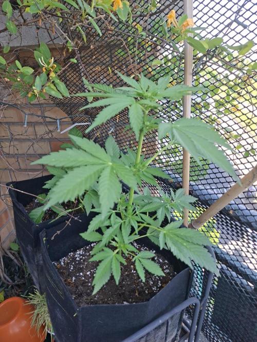 Mix Fast Bud RF3. Week 5