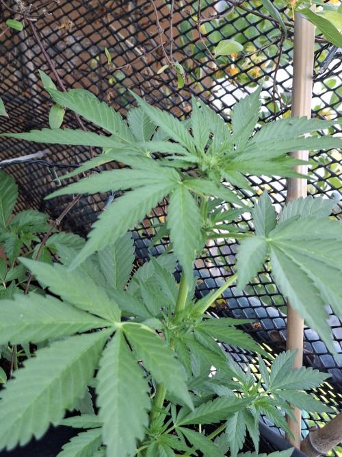 Mix Fast Bud RF3. Week 5