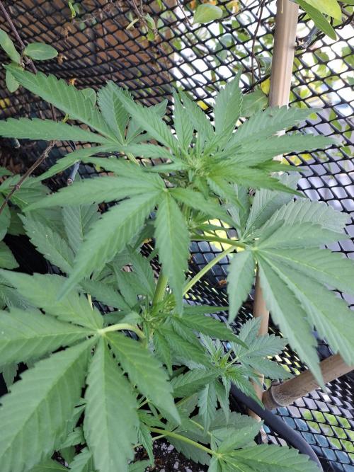 Mix Fast Bud RF3. Week 5