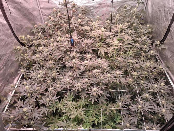 Soda Cream Terpyz. Week 12 - 25/05