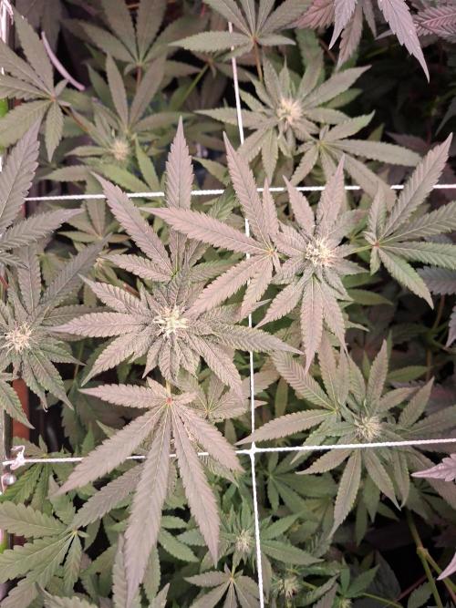 Soda Cream Terpyz. Week 12