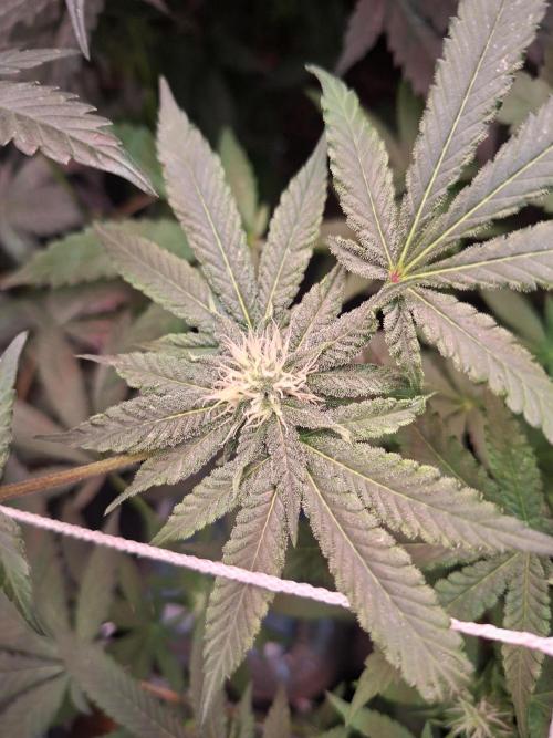 Soda Cream Terpyz. Week 12
