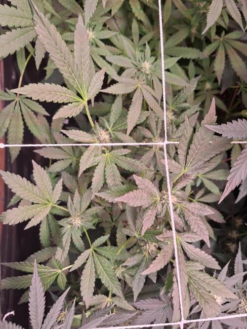 Soda Cream Terpyz. Week 12