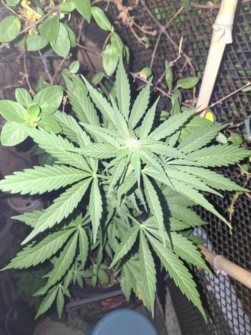 Mix Fast Bud RF3. Week 5