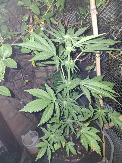 Mix Fast Bud RF3. Week 5
