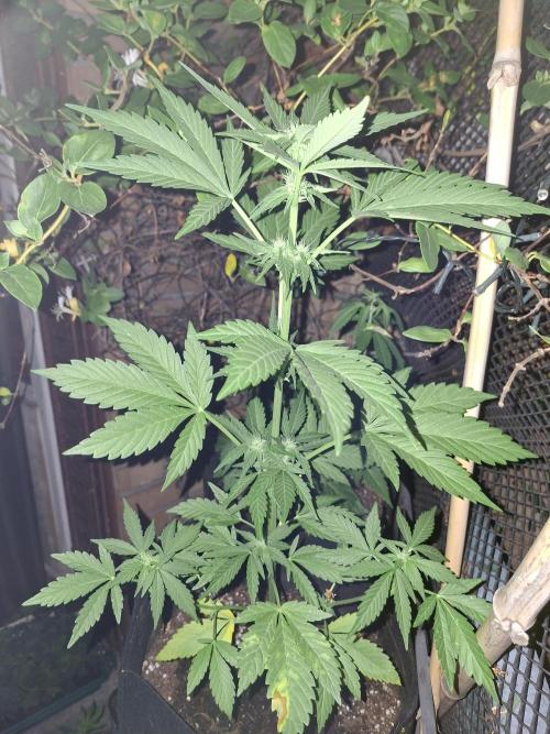 Mix Fast Bud RF3. Week 5