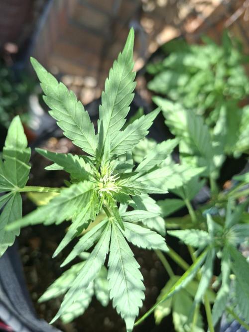 Mix Fast Bud RF3. Week 5
