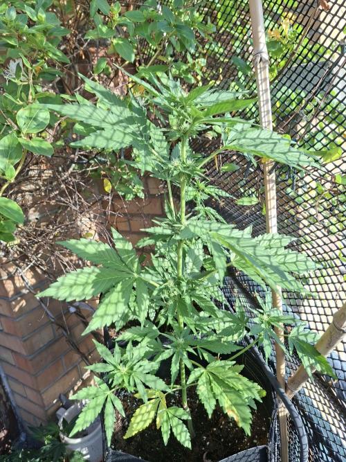 Mix Fast Bud RF3. Week 5