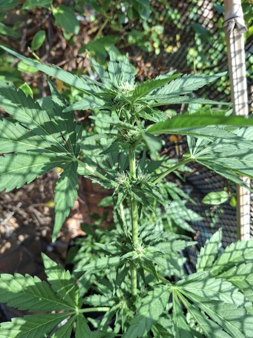 Mix Fast Bud RF3. Week 5