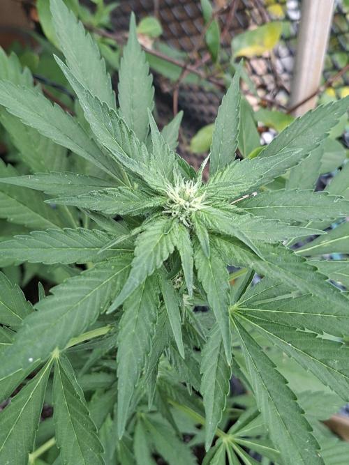 Mix Fast Bud RF3. Week 6