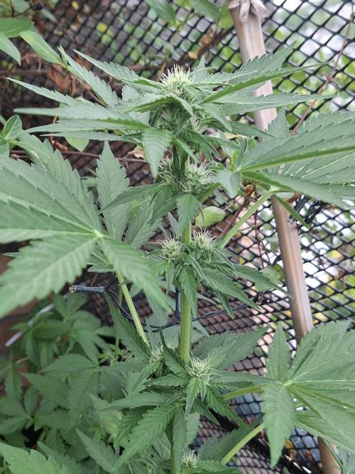 Mix Fast Bud RF3. Week 6