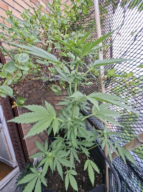 Mix Fast Bud RF3. Week 6
