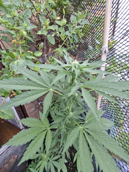 Mix Fast Bud RF3. Week 6