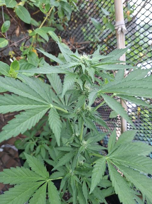 Mix Fast Bud RF3. Week 6