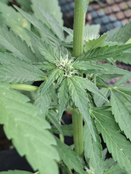 Mix Fast Bud RF3. Week 6
