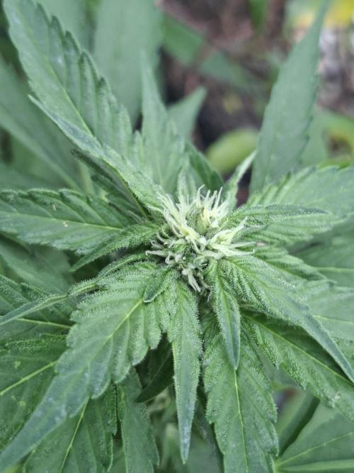 Mix Fast Bud RF3. Week 6
