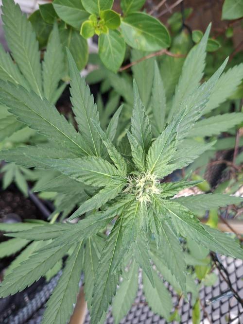 Mix Fast Bud RF3. Week 6