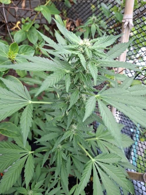 Mix Fast Bud RF3. Week 6