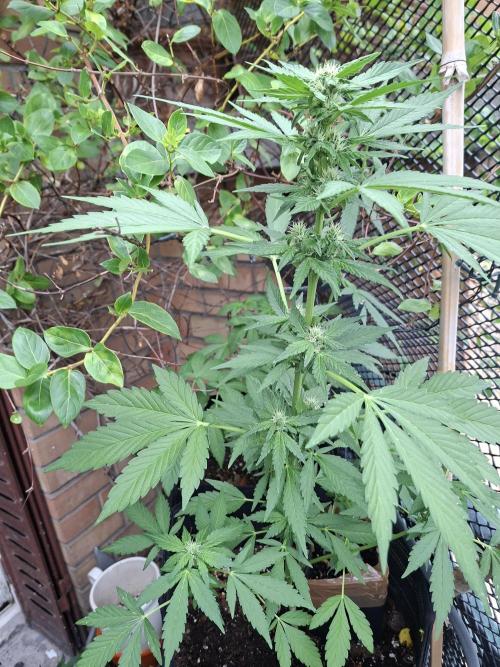 Mix Fast Bud RF3. Week 6