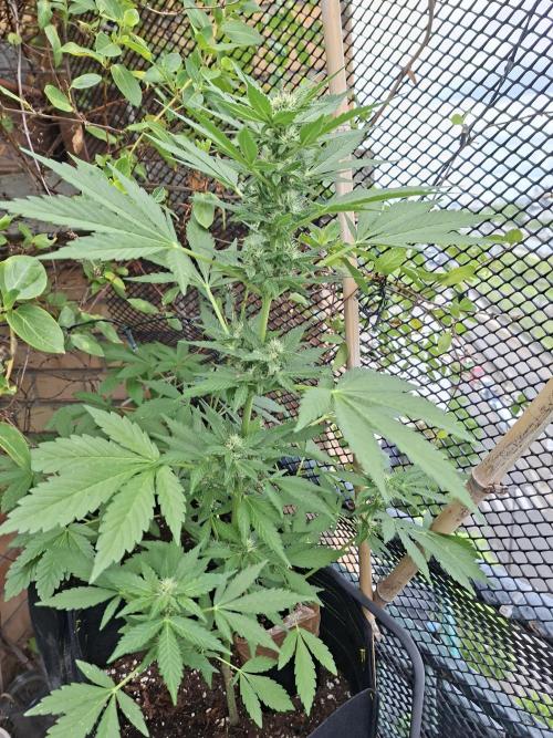 Mix Fast Bud RF3. Week 7
