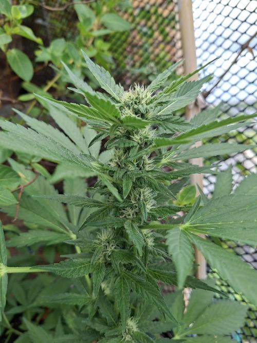 Mix Fast Bud RF3. Week 7