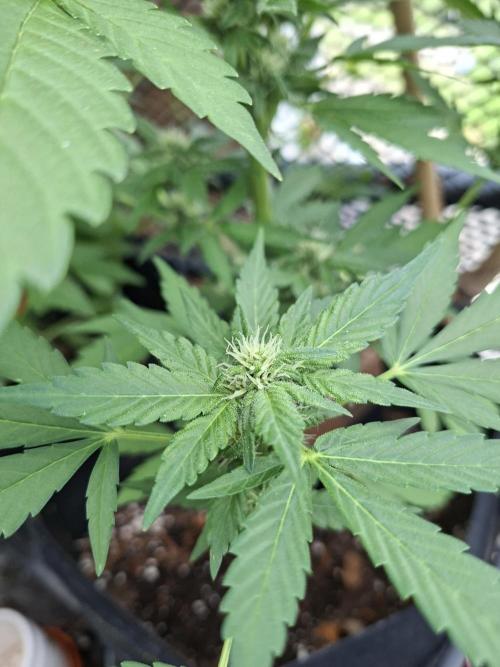 Mix Fast Bud RF3. Week 7