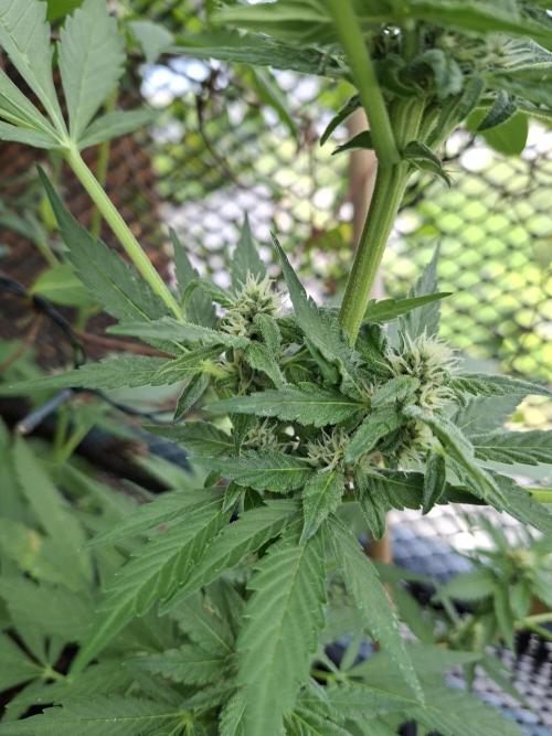 Mix Fast Bud RF3. Week 7