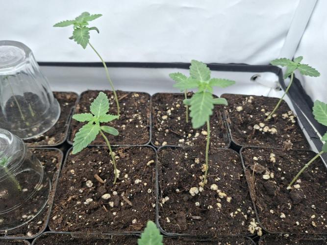 Grow Tent 5'x5'x6.5' (150cm x 150cm x 200cm). Week 2