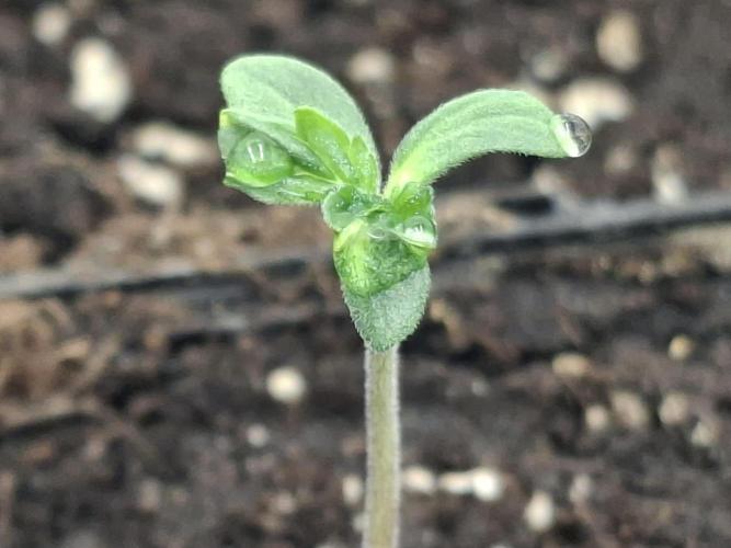 Pure MICHIGAN  BX. Week 0