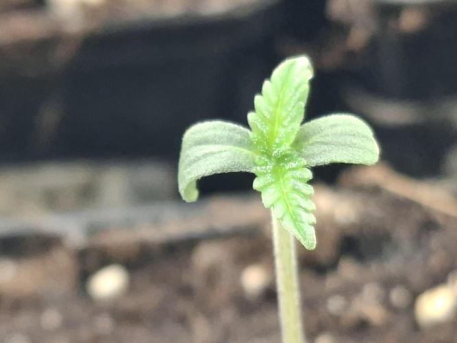 Pure MICHIGAN  BX. Week 0