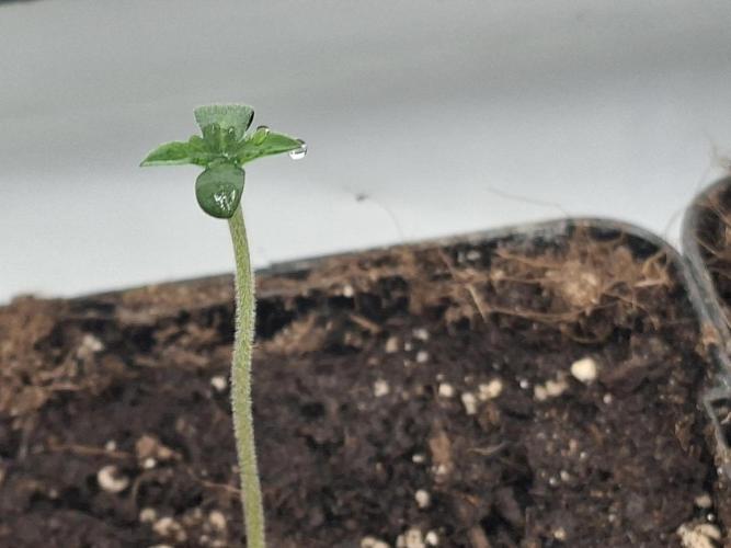 Pure MICHIGAN  BX. Week 0