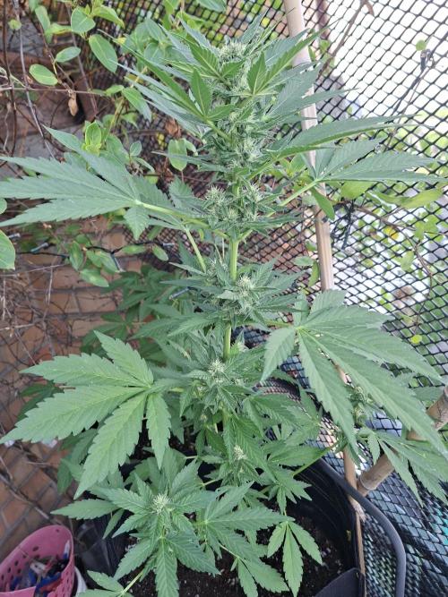 Mix Fast Bud RF3. Week 7
