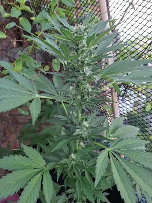 Mix Fast Bud RF3. Week 7