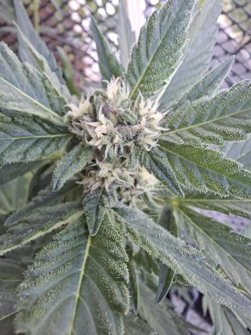 Mix Fast Bud RF3. Week 7