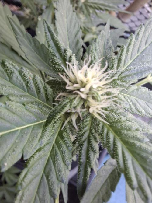 Mix Fast Bud RF3. Week 7