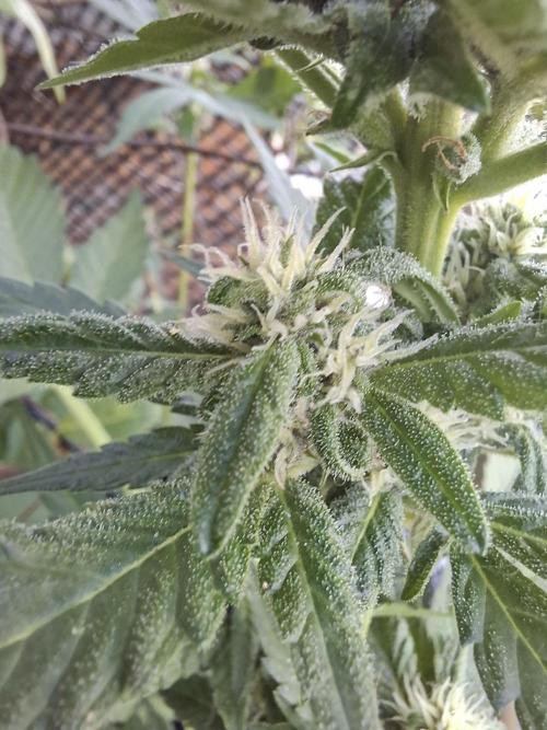 Mix Fast Bud RF3. Week 7