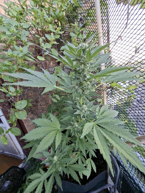Mix Fast Bud RF3. Week 8
