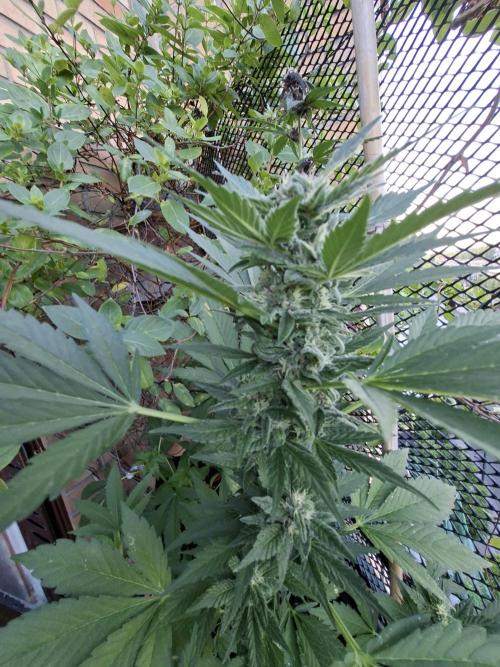 Mix Fast Bud RF3. Week 8