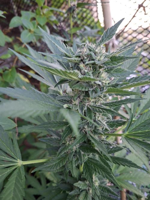 Mix Fast Bud RF3. Week 8