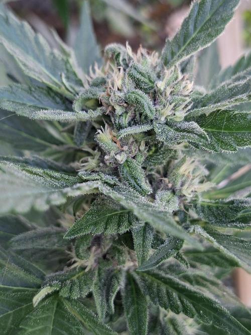 Mix Fast Bud RF3. Week 8