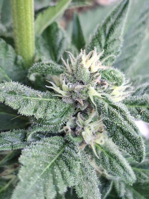 Mix Fast Bud RF3. Week 8