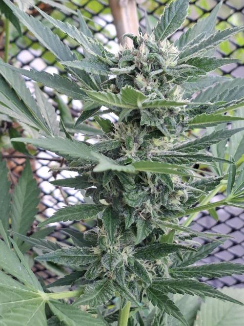 Mix Fast Bud RF3. Week 8