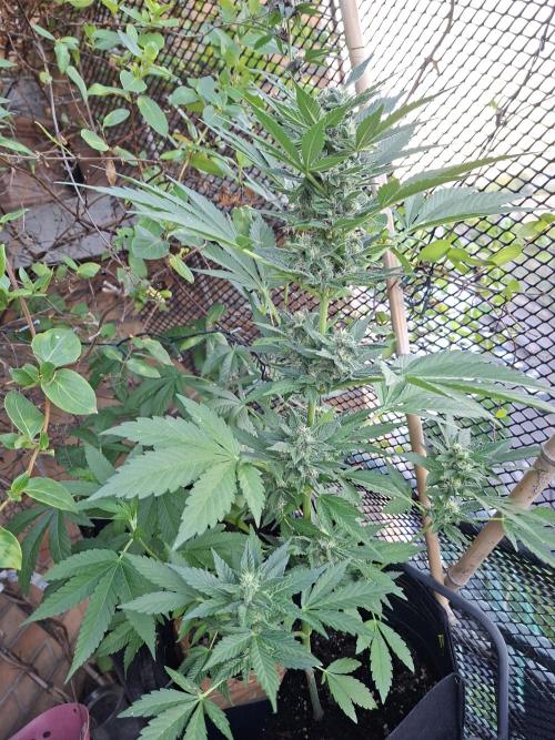 Mix Fast Bud RF3. Week 8
