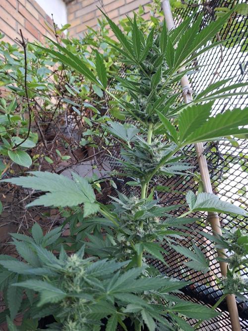 Mix Fast Bud RF3. Week 8
