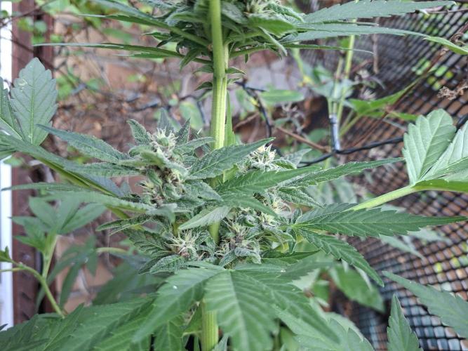Mix Fast Bud RF3. Week 8