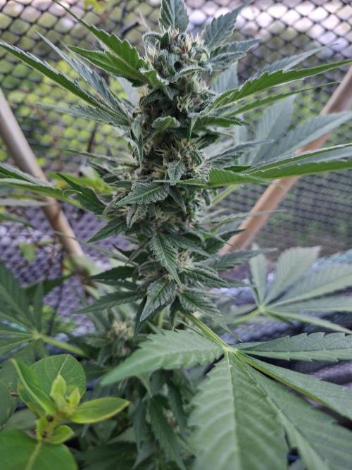 Mix Fast Bud RF3. Week 8