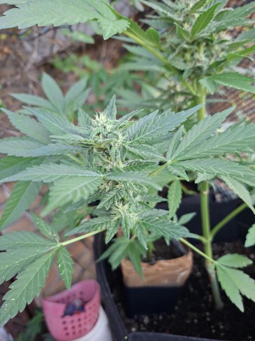 Mix Fast Bud RF3. Week 8